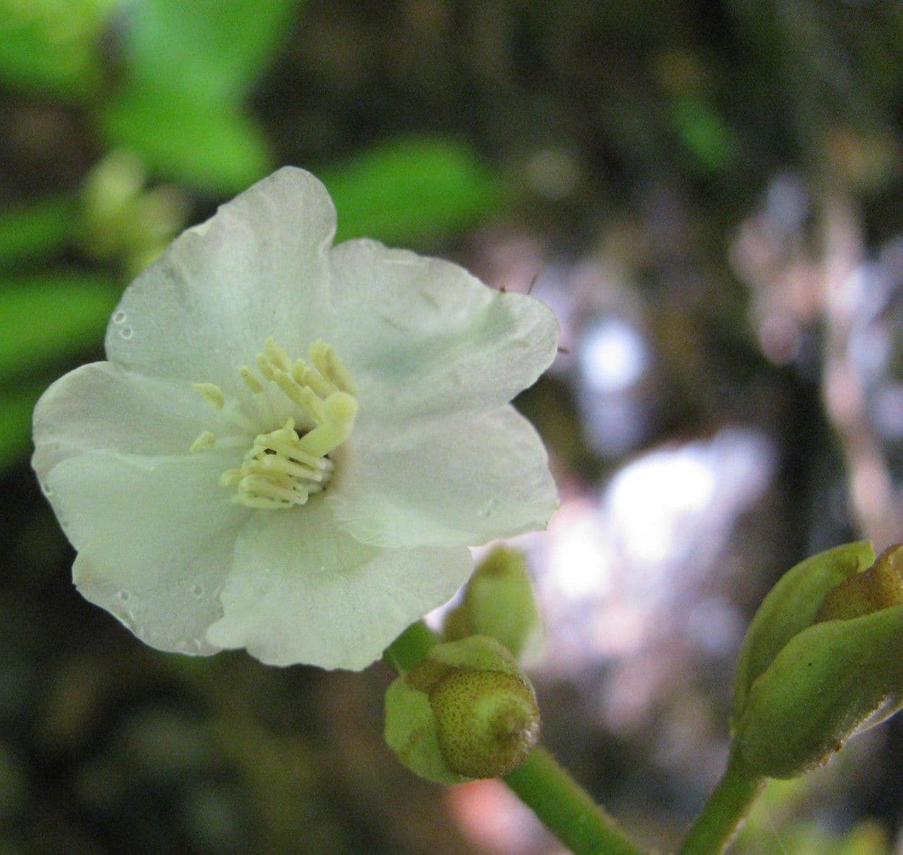 Miconia 6