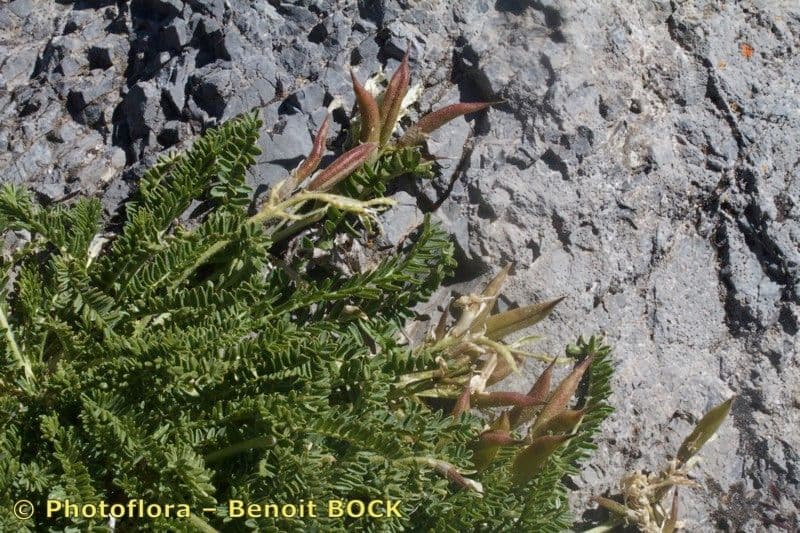 Oxytropis fetida 21