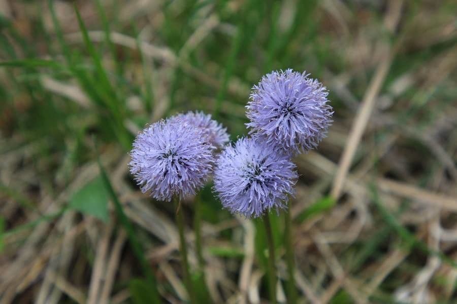 Koulenka bezstvolá 2