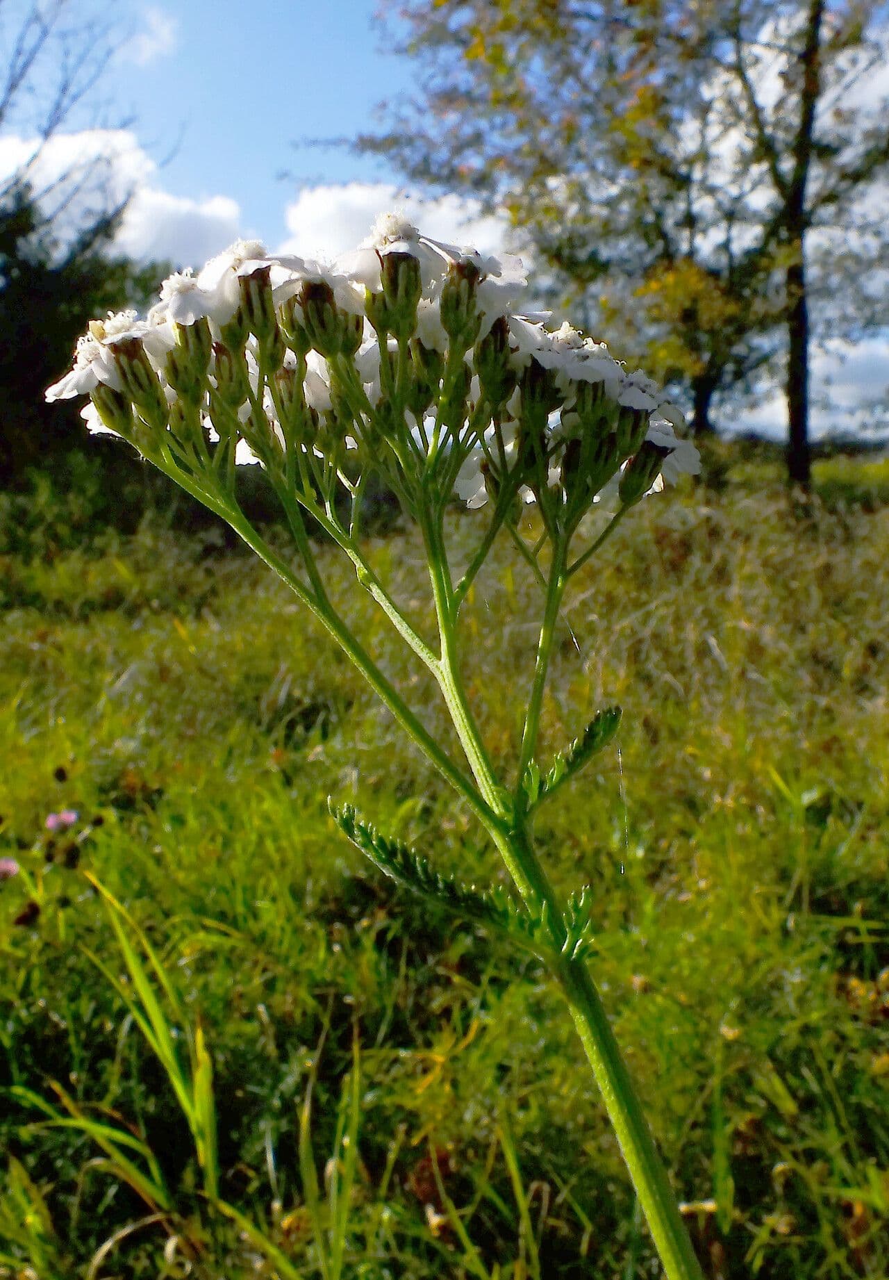 Rebríček obyčajný 5