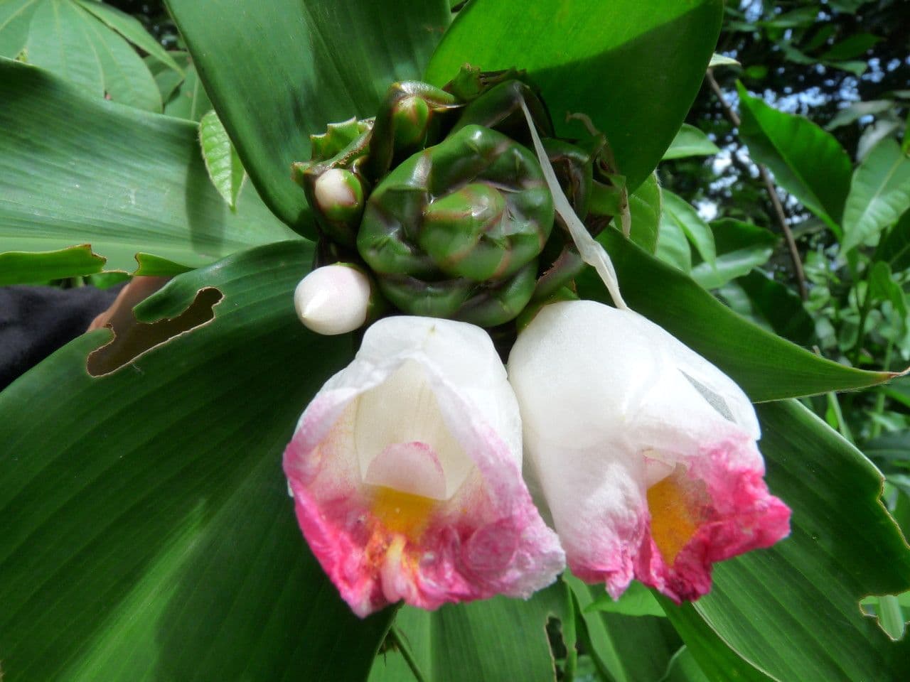 Costus africano 5