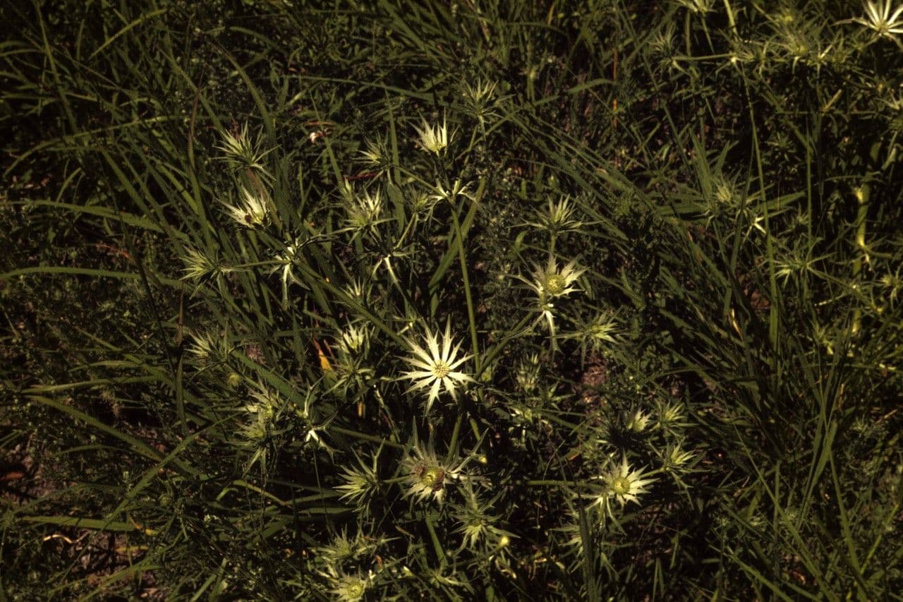 Eryngium eterofillo 9