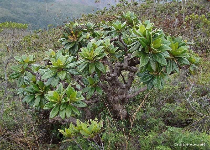 Apiopetalum 7