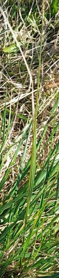 Chascolytrum subaristatum 2
