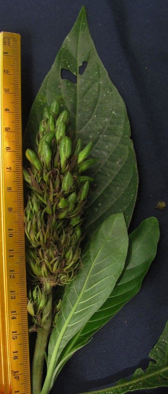 Giustizia dorata 19