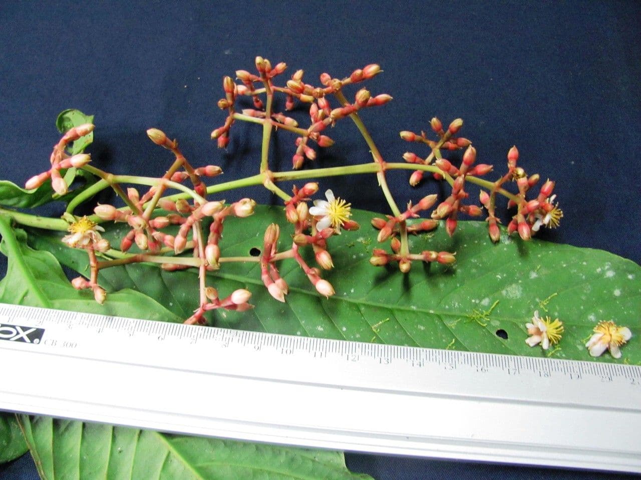Chrysochlamys