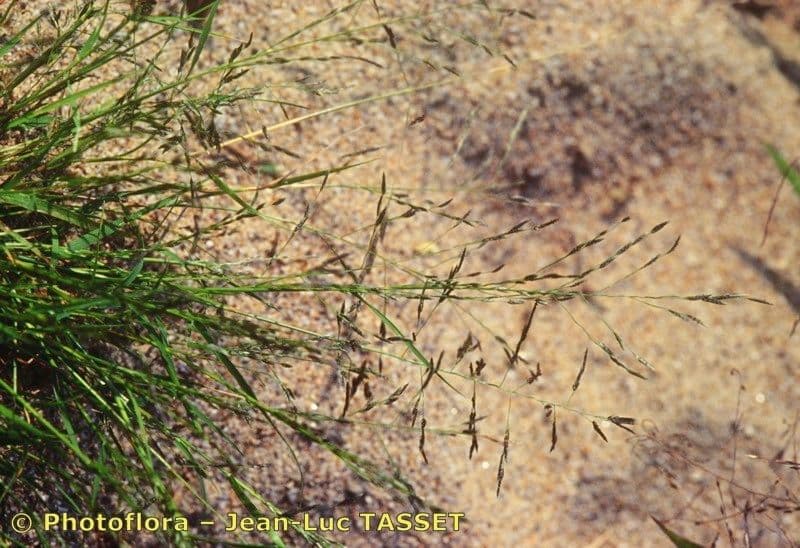 Eragrostis pectinacea 5