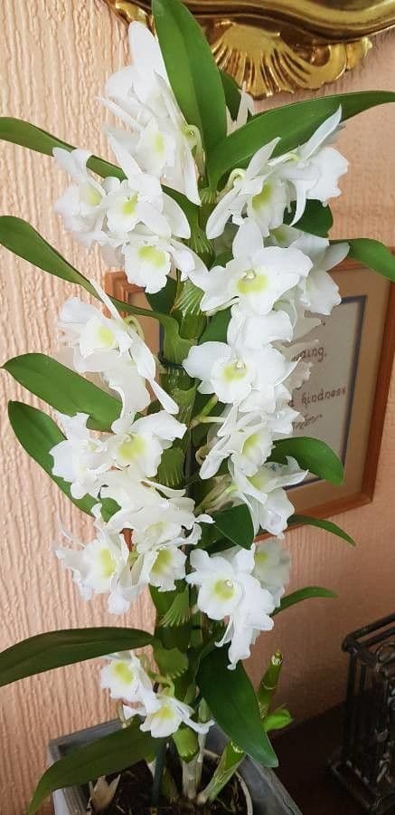 Vavřínovitý dendrobium 6