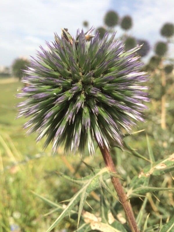 Echinops spinosissimus 22