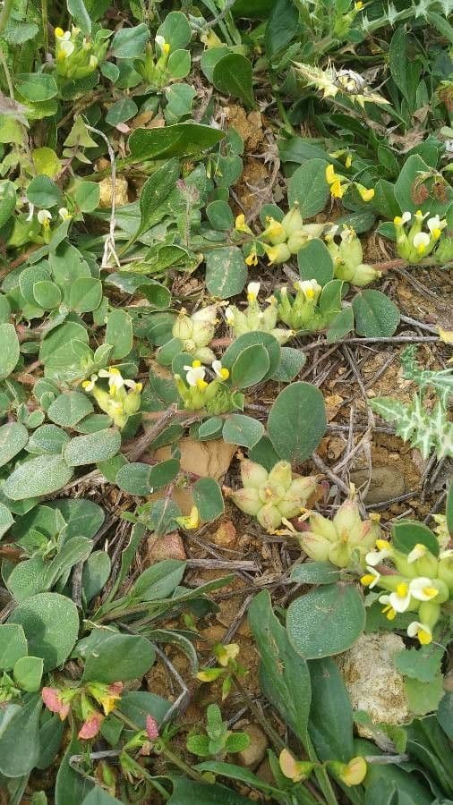 Tripodion tetraphyllum 9