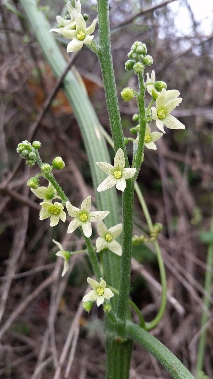 Marah fabacea 6