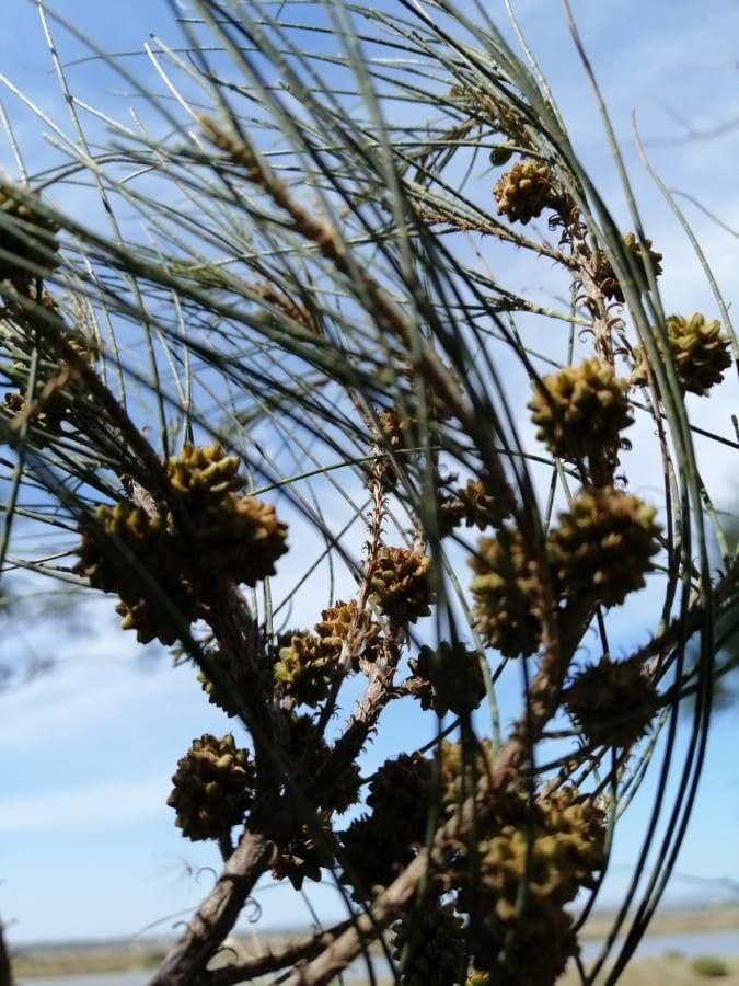 Casuarina equisetifolia 2
