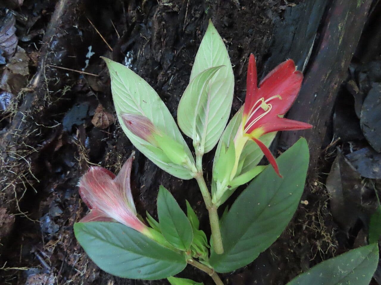 Columnea nicaraguense 13