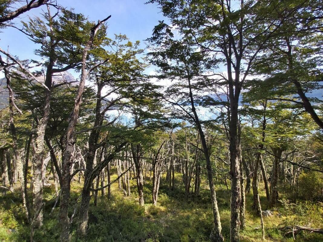 Nothofagus 19