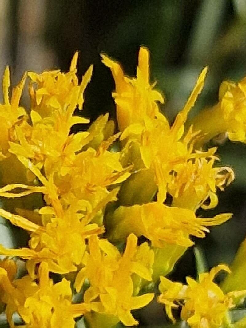 Euthamia 2