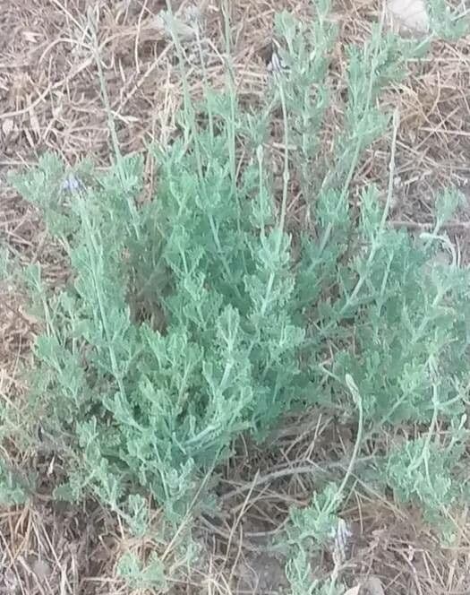 Lavanda pinnata 7