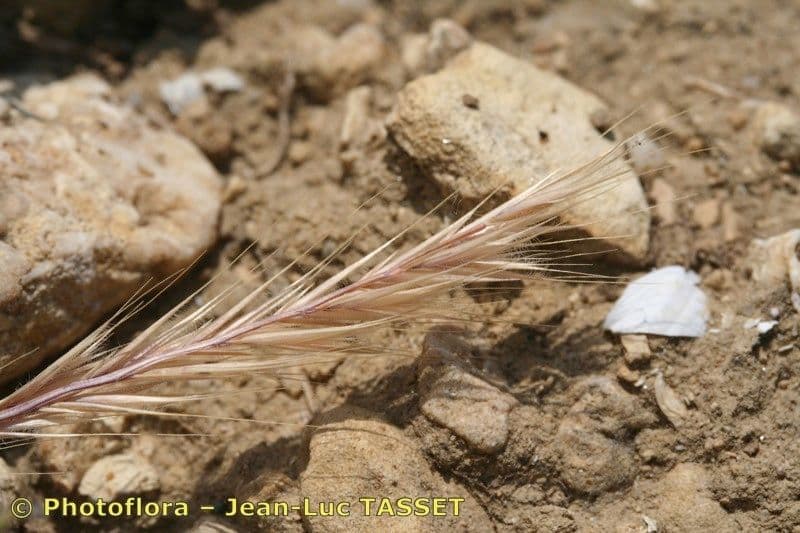 Vulpia ciliata 22