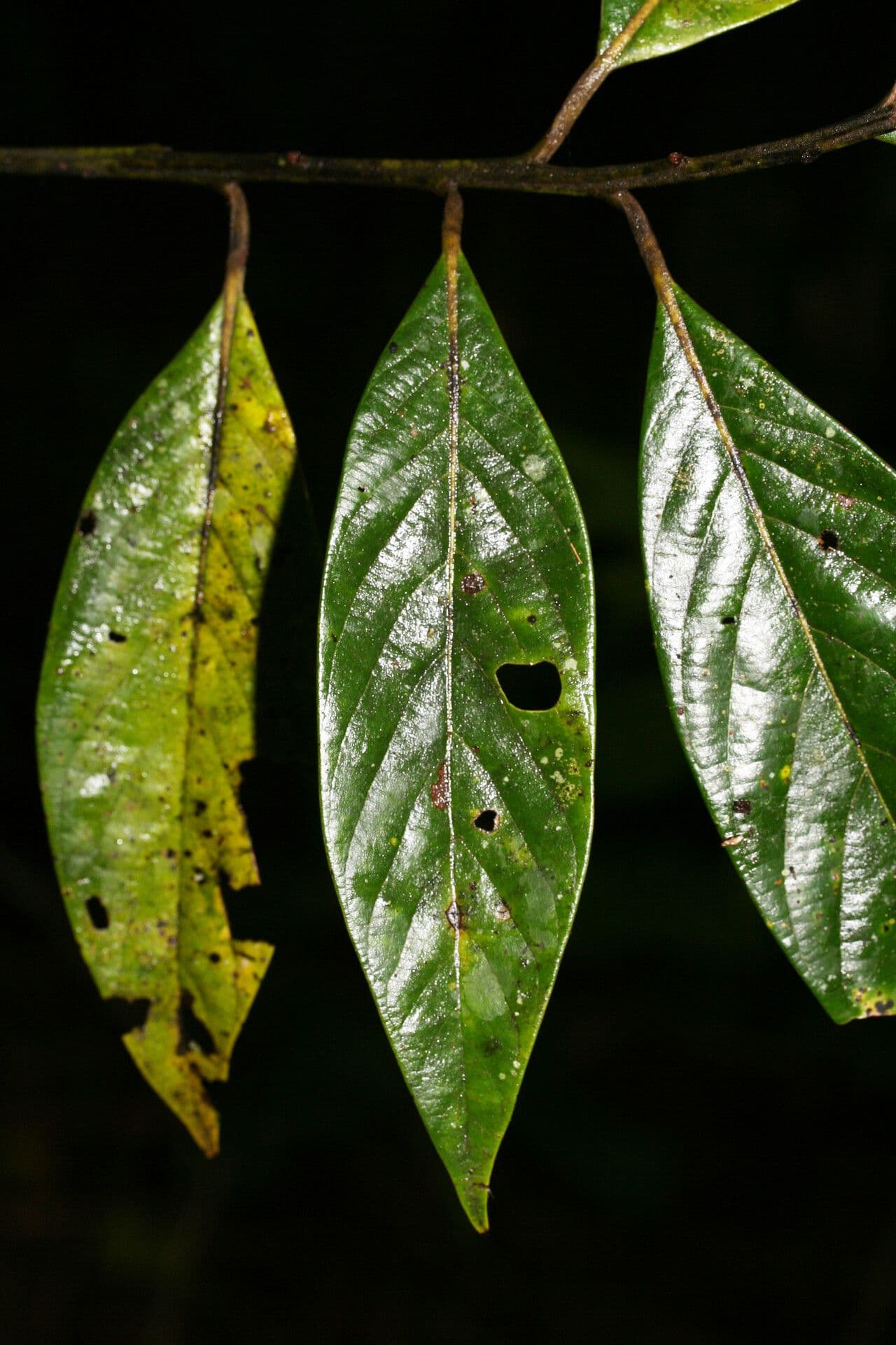 Ocotea glomerata 5