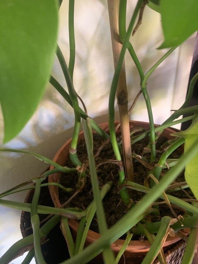 Philodendron 15