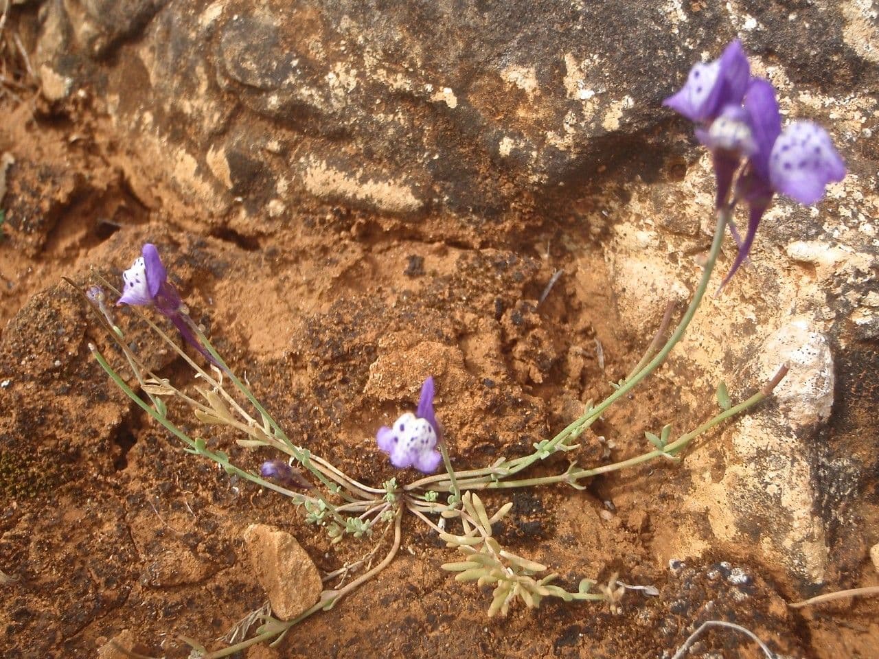 Linaria ametista 10