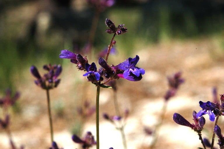 Penstemon esile 8