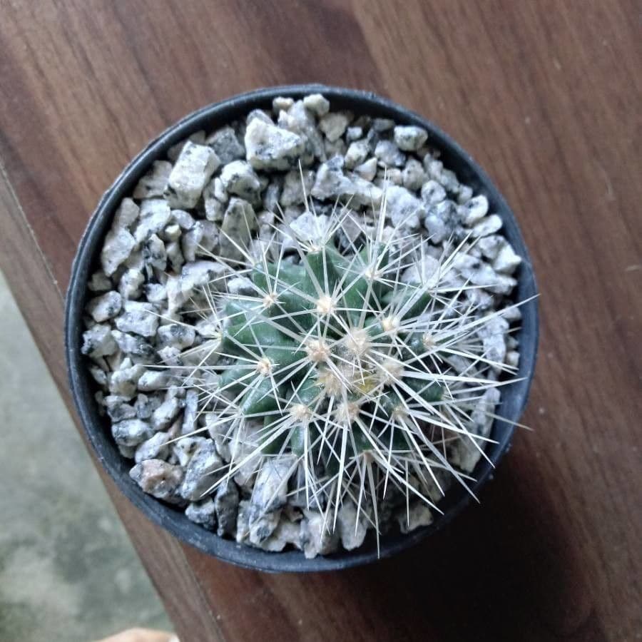 Cactus uncinato a fiore piccolo 5