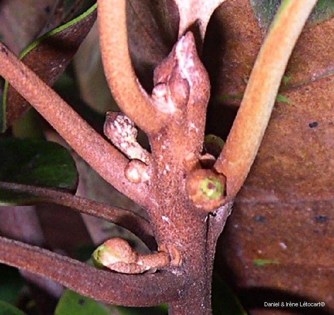 Planchonella