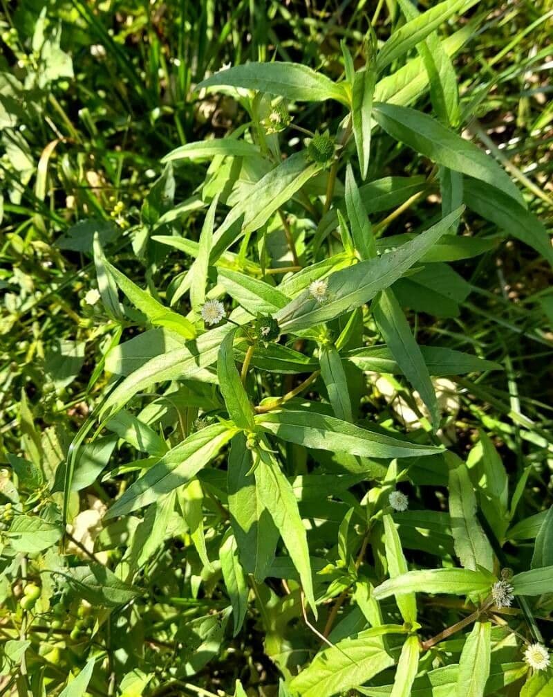Eclipta 11
