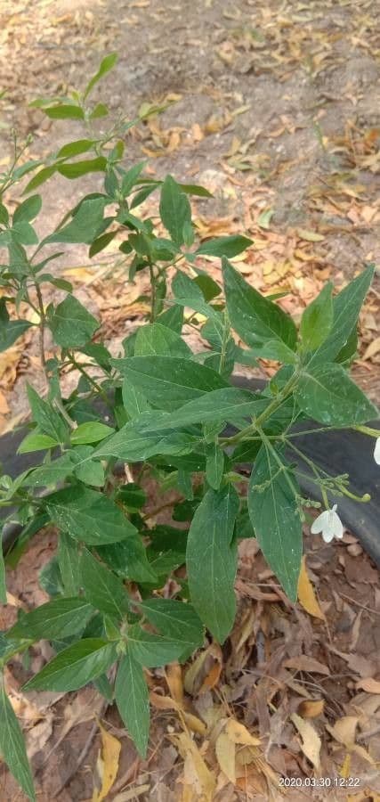Rhinacanthus 10