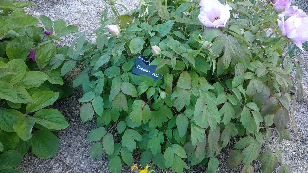 Peonia 4