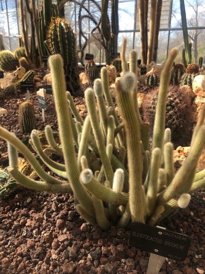 Cactus columnar de Brooke 3