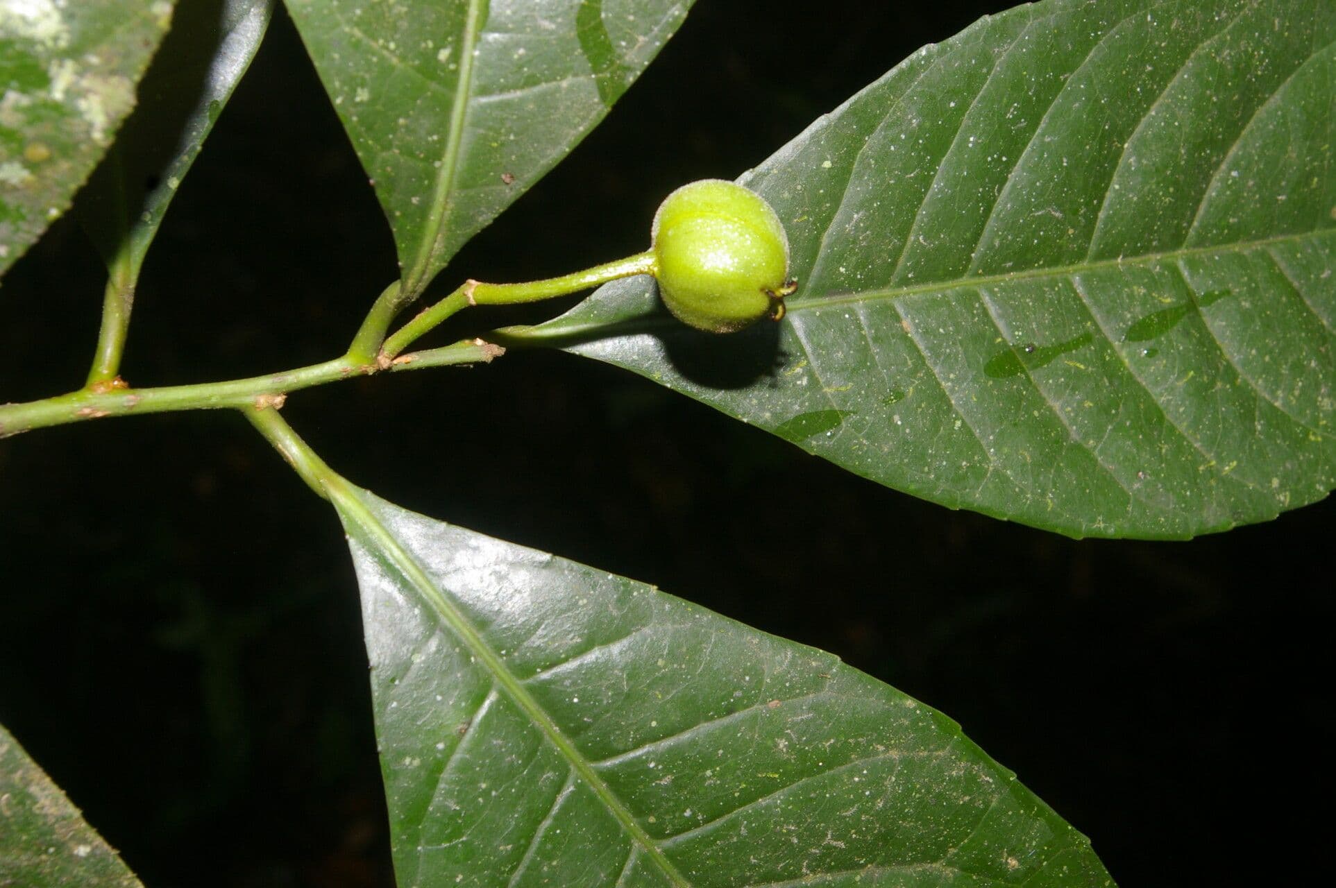 Gymnanthes 4