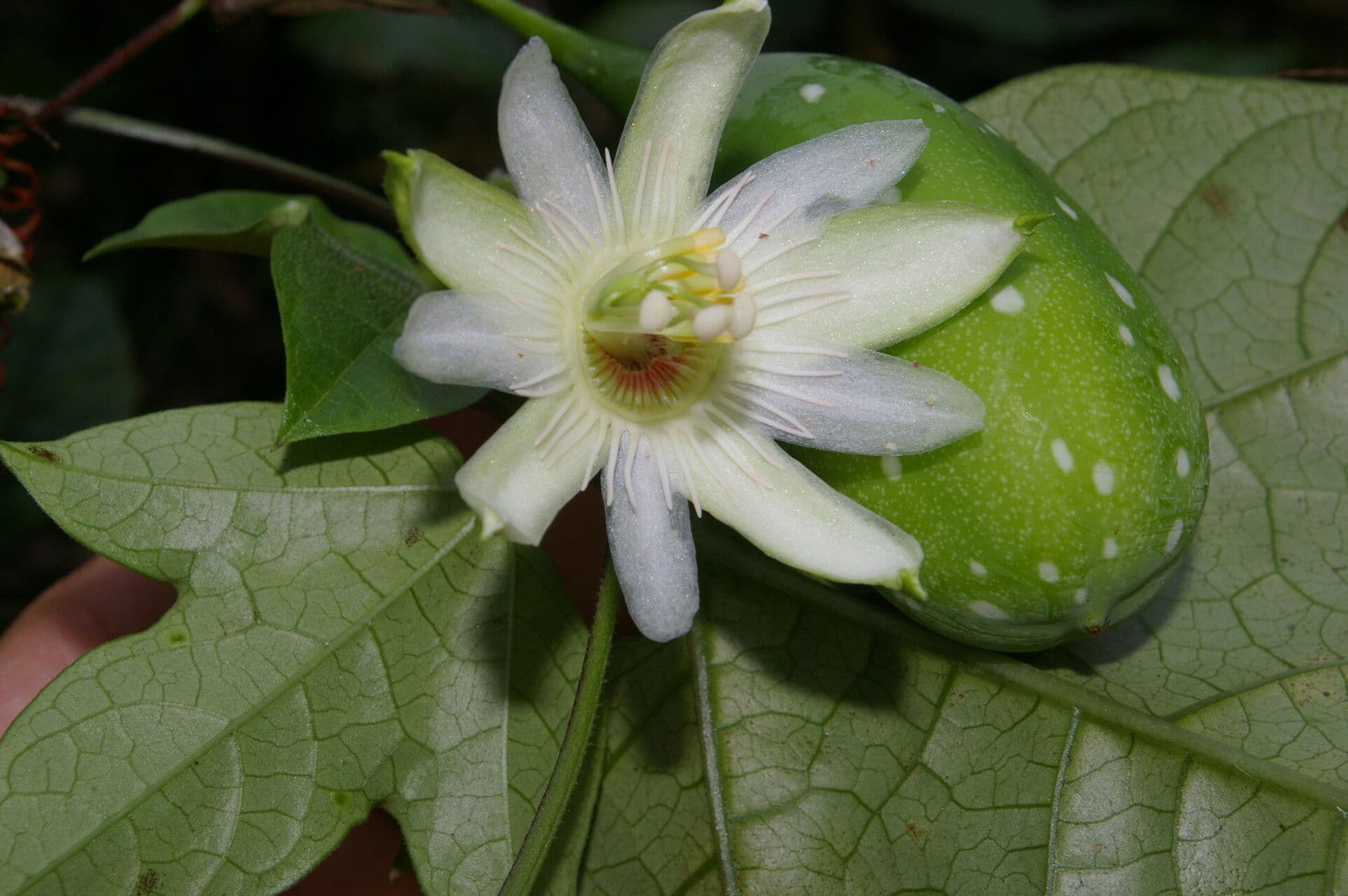 Passiflora 8