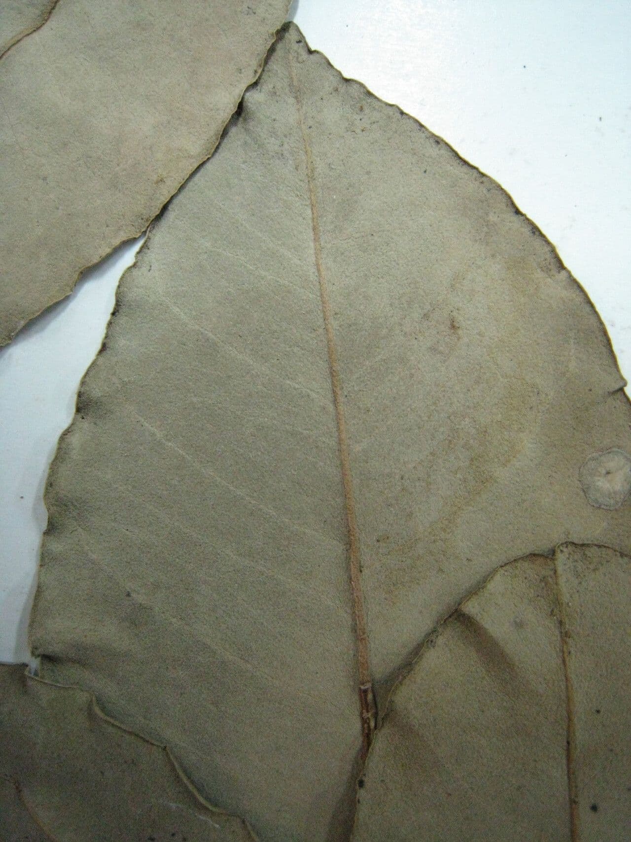 Perillo 7