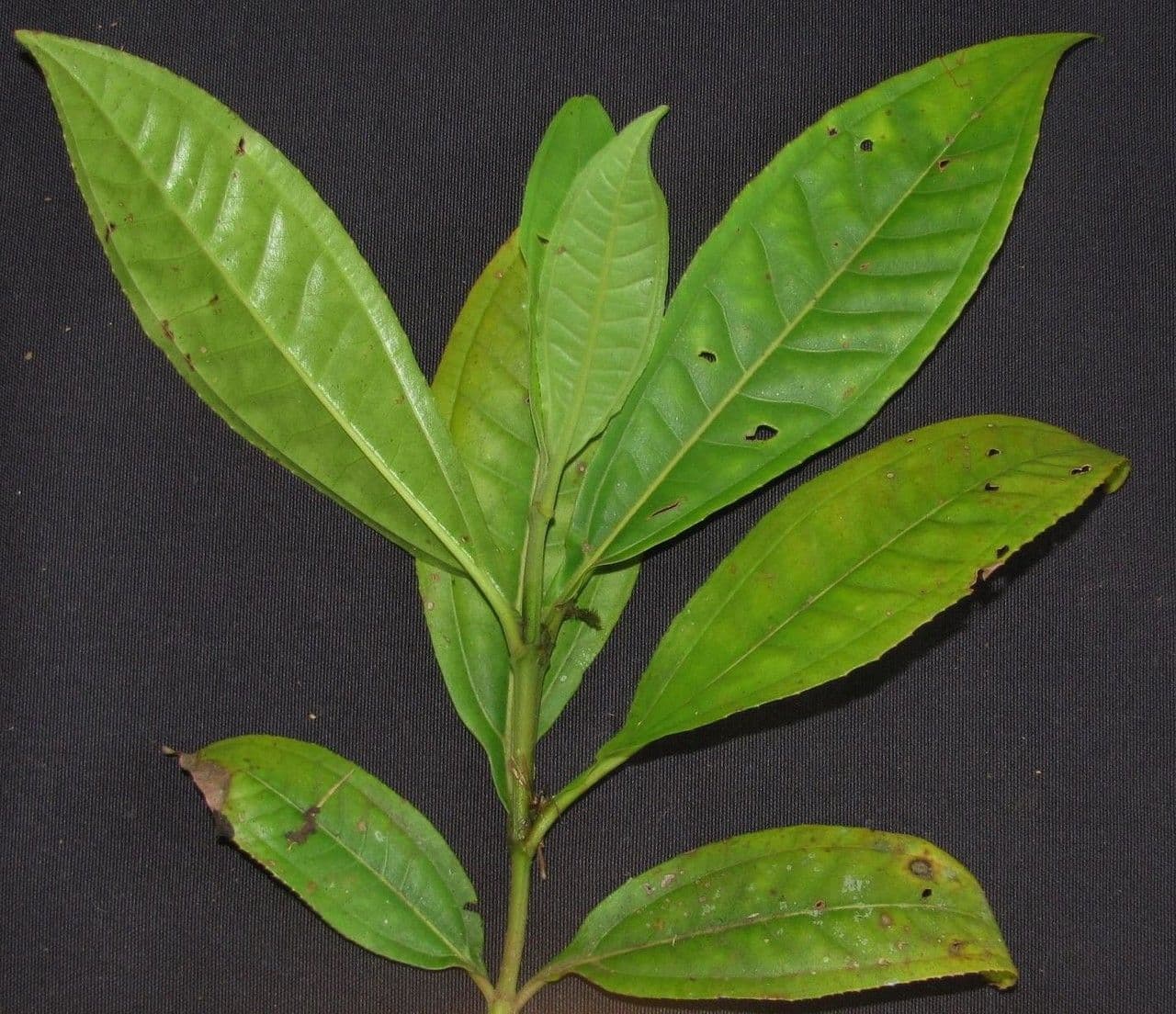 Miconia a tre nervature 11