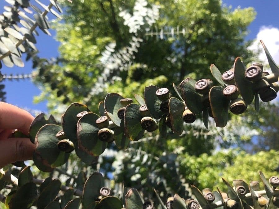 Eucalipto