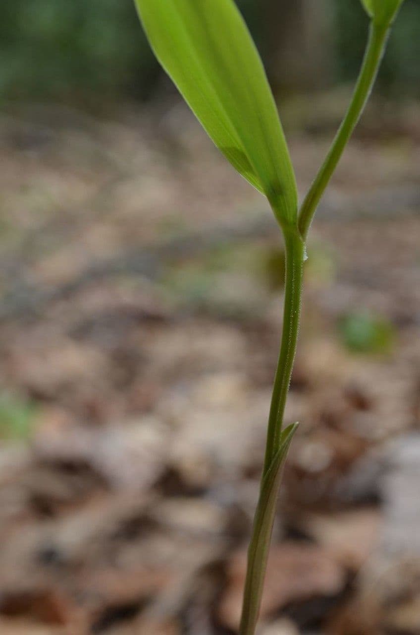 Uvularia puberula 5