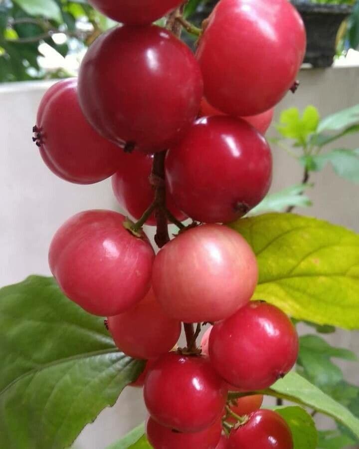 Flakurtia 9