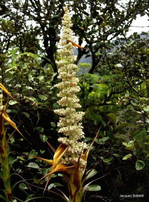 Dracophyllum
