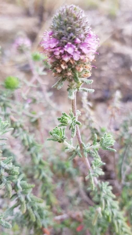 Dalea purpurea 20
