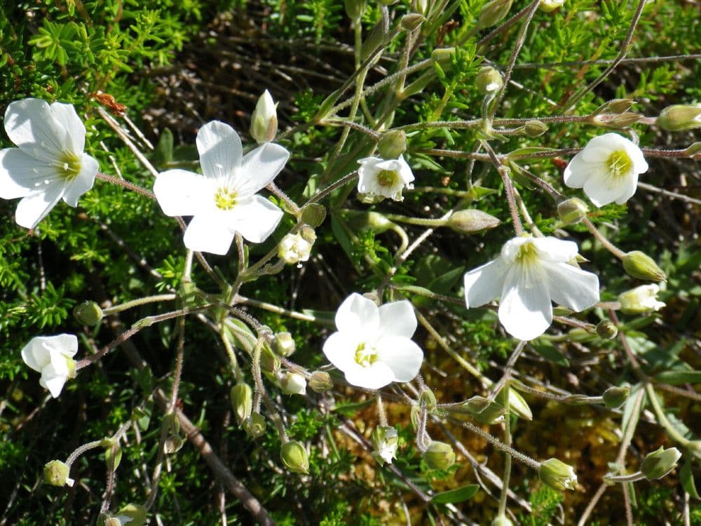 Písečnice horská 25