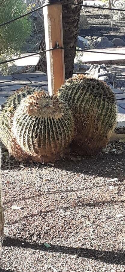 Echinocactus 4