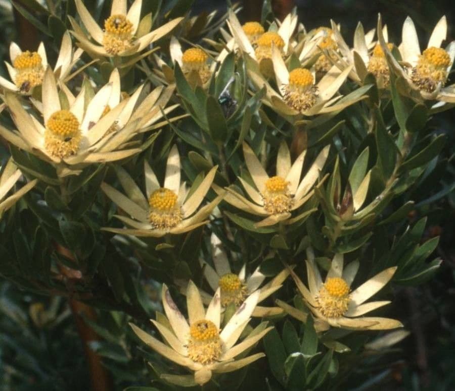 Leucadendron