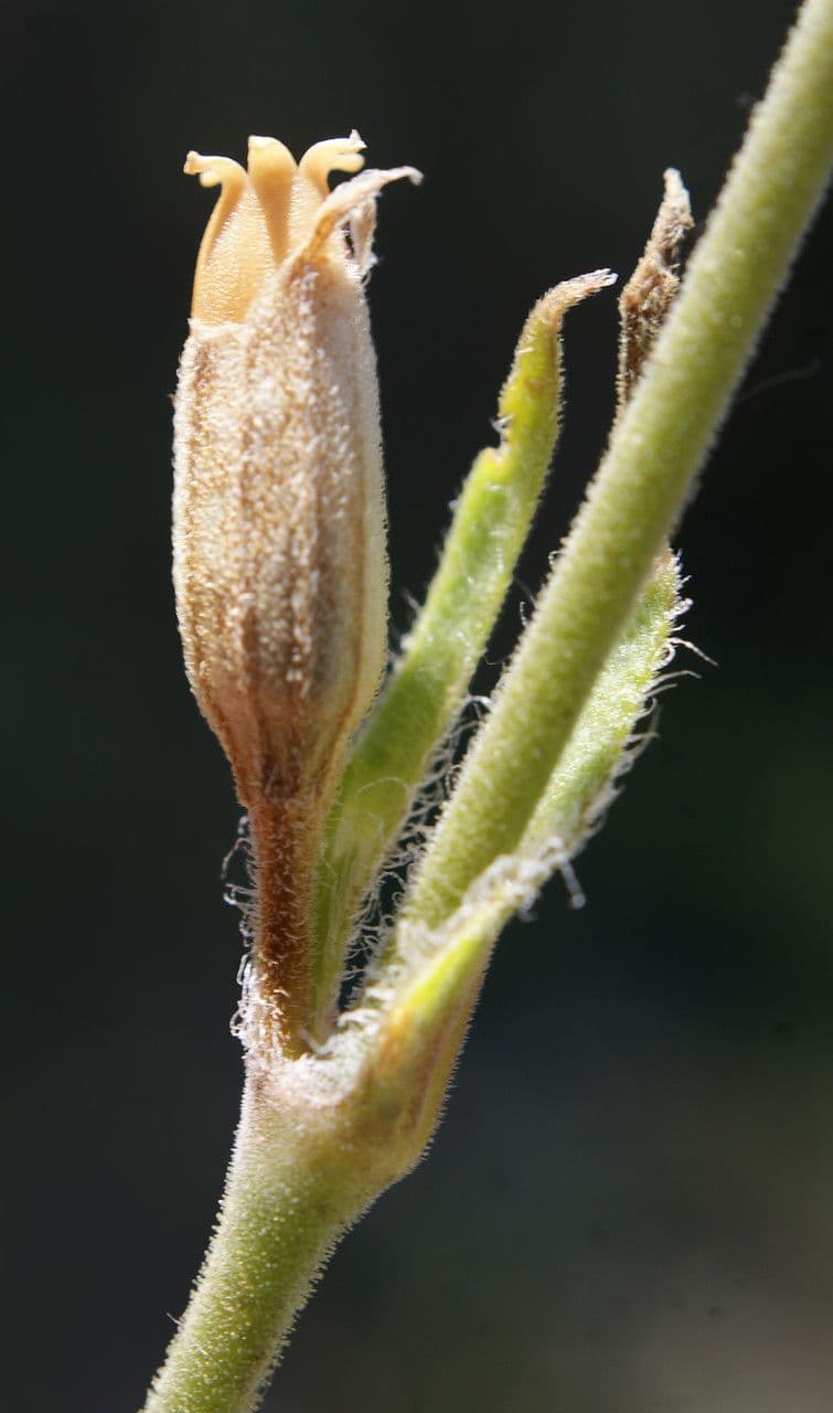 Mediterranean catchfly 4