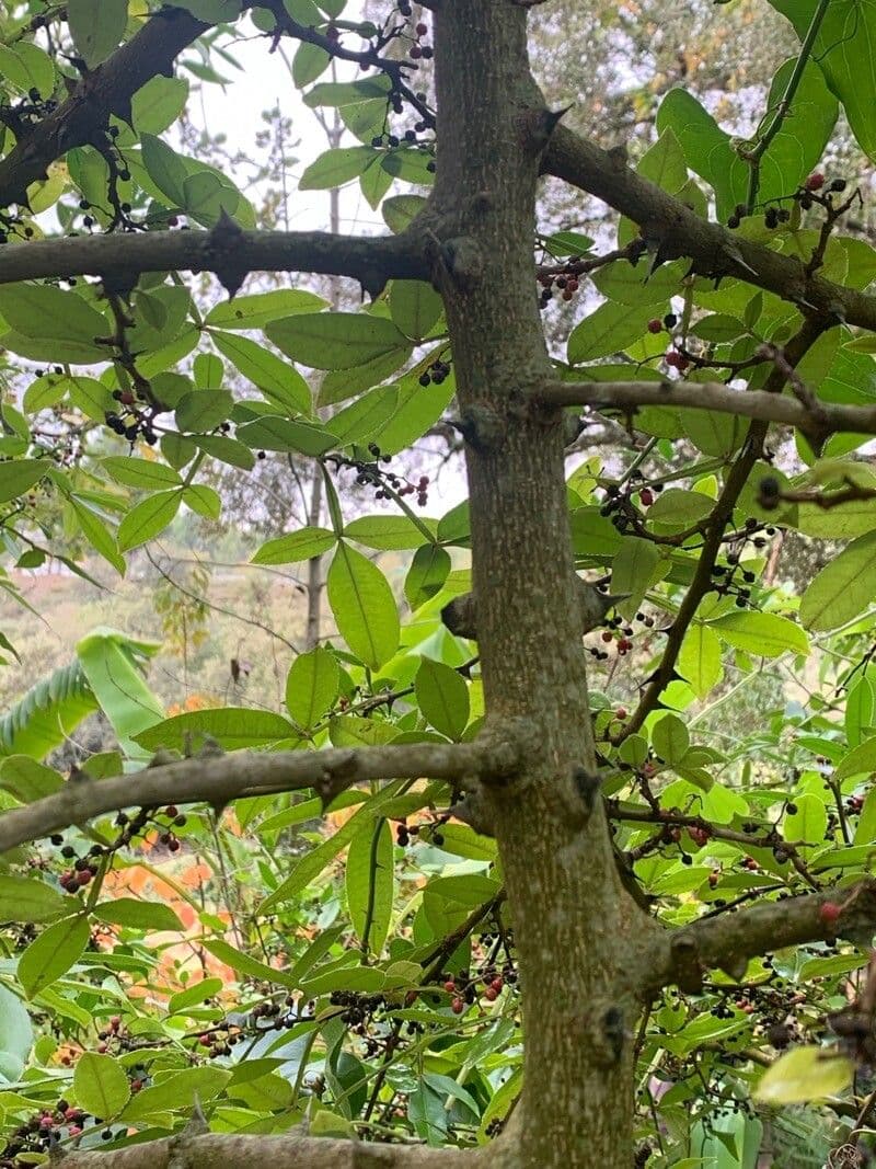 Zanthoxylum 20