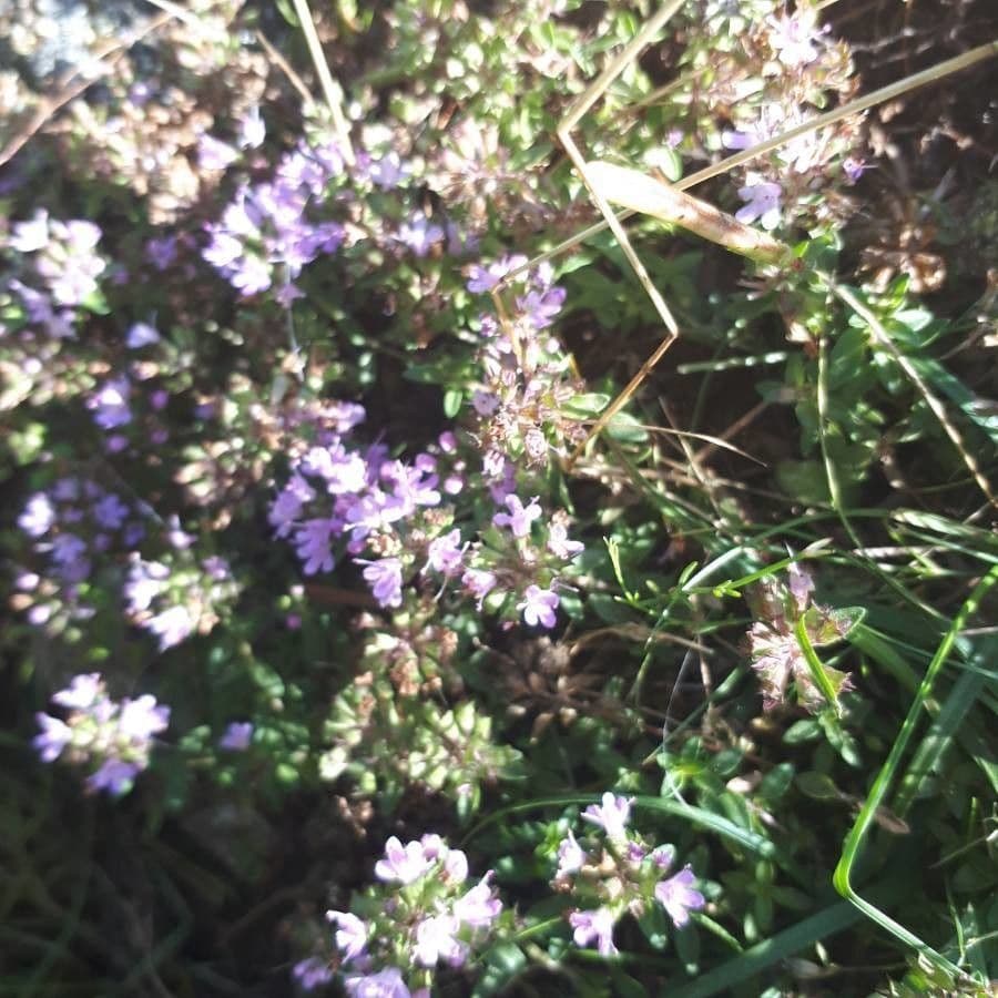Thym à odeur de cumin
