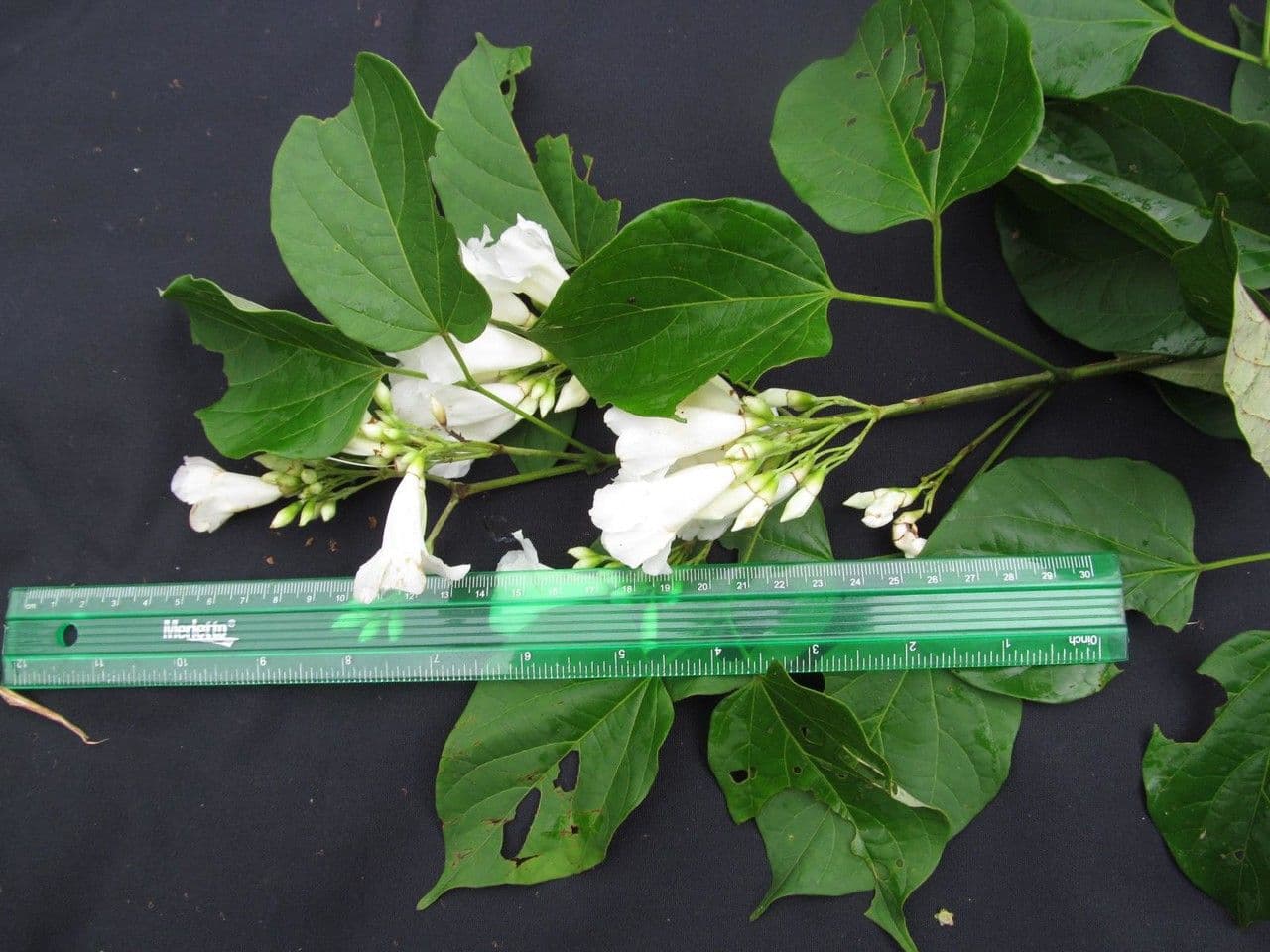Lundia corimbosa 10