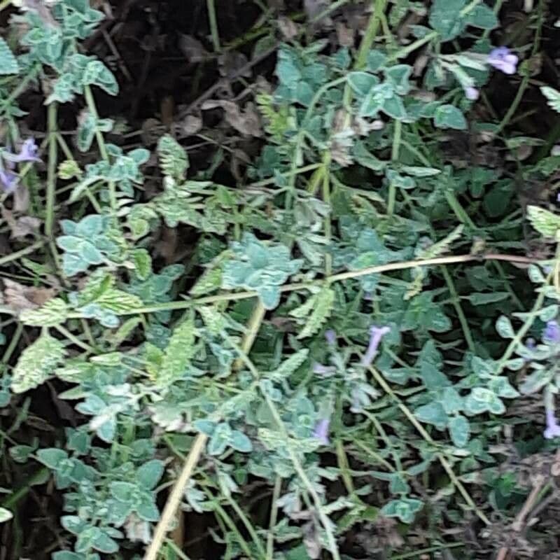 Nepeta