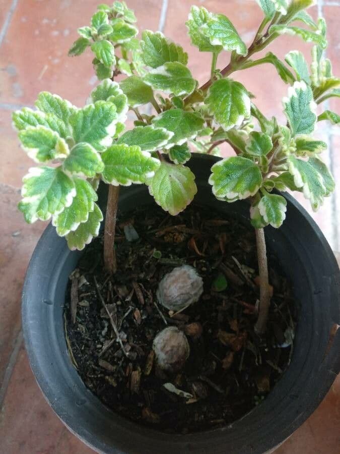 Plectranthus 21