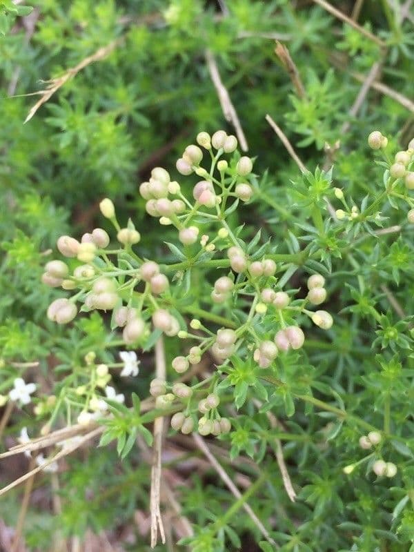 Caglio palustre 2